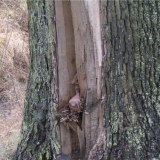 Hak w drzewie