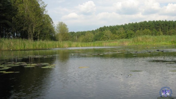Widoczki
